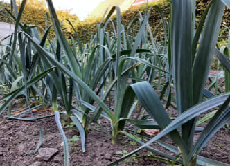 Afbeelding oogstperiode PREI, Winterprei - Blauwe van Luik